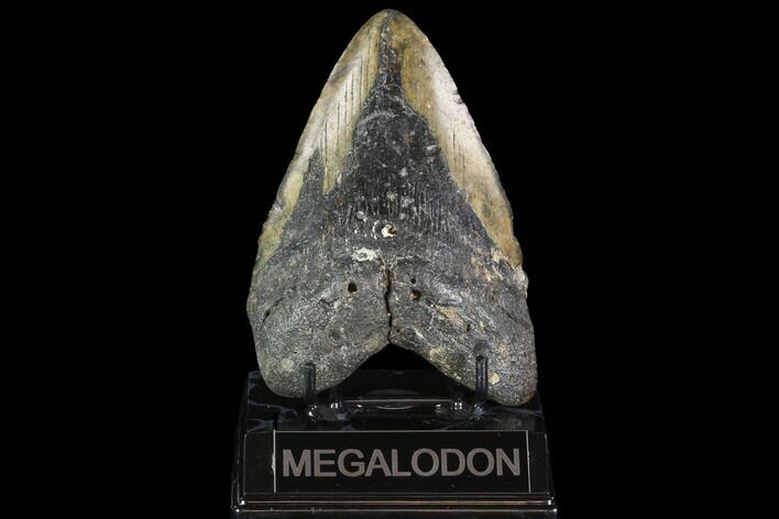 Bargain, Fossil Megalodon Tooth - North Carolina #91614
